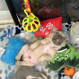 French Bulldog Puppies from Love & Frenchies