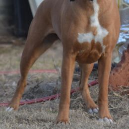 Lizzie - Boxer