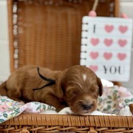 Black - Red  male Goldendoodle puppy in Hesperia, Michigan from Red Acres Poodles & Doodles