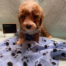 Cavapoos, Cockapoos, Goldendoodles, and Maltipoos from Loris Pampered Pooches💕