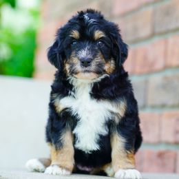 Bonnet - Tri-color female Bernedoodle puppy in Dundee, Ohio from Down Home Doodle