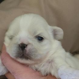 Patty - White male Pekingese puppy in Brown City, Michigan from Sweet Pekes