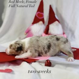 Australian Shepherd Puppies from Sunshine Shepherds