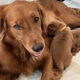 Golden Retriever Puppies from GoldenRae Retrievers