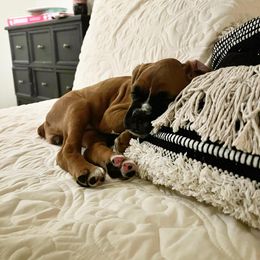 Boxer Puppies from SmashBox Kennel