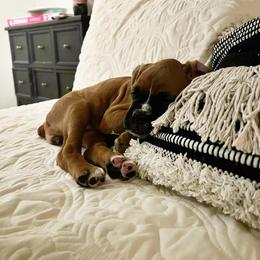 Boxer Puppies from SmashBox Kennel