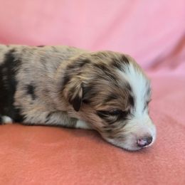 Merle female - Red merle female Australian Shepherd puppy in Kingman, Arizona from Long Mt Aussies