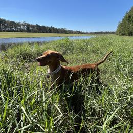 Donkey - Dachshund
