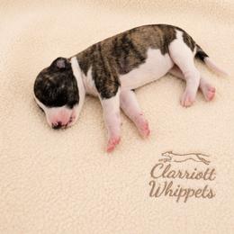 Girl 3 - Black brindle female Whippet puppy in Kalamazoo, Michigan from Clarriott Whippets & Cavapoos