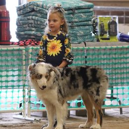 Australian Shepherds from Rustic River Ranch Aussies