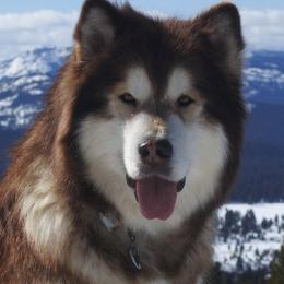 Alaskan Malamutes from Snowlion Alaskan Malamutes