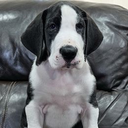 Roxanne - Mantle female Great Dane puppy in Castle Rock, Washington from Uber Alles Great Danes