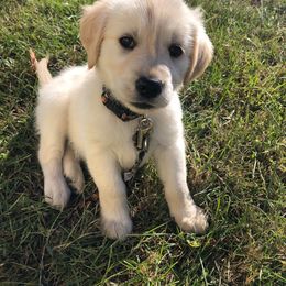 Golden Retriever Puppies from Goldens on the Gorge