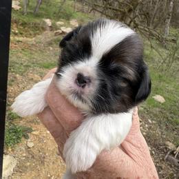 Laney - Black gold and white female Shih Tzu puppy in Dunlap, Tennessee from Beards of Glory