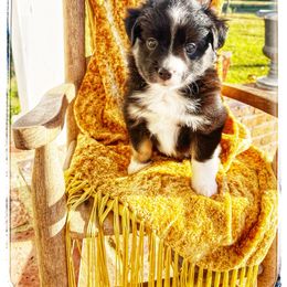 Bentley - Black tri male Miniature Australian Shepherd puppy in Louisville, Mississippi from Kristy’s Kennels
