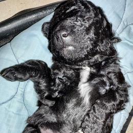 Divi - Black male Mudi puppy in Benson, Arizona from Twisted Acres Border Collies and Mudi