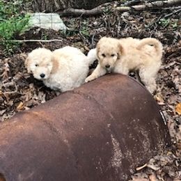 Goldendoodle Puppies from East Coast Doodles