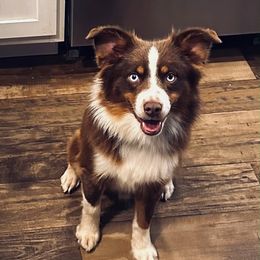 Toby Roux - Miniature Australian Shepherd