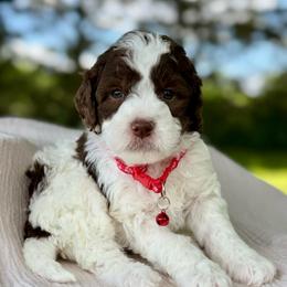 Red - Parti male Goldendoodle puppy in Hesperia, Michigan from Red Acres Poodles & Doodles