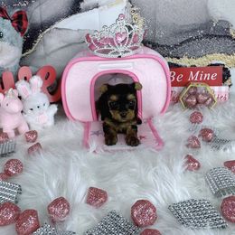 Teacup Kaelie - Black and tan female Yorkshire Terrier puppy in Lithonia, Georgia from Toy Yorkies Atlanta