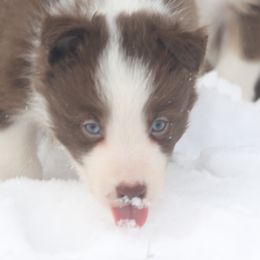 Border Collie, English Setter, and Miniature American Shepherd Puppies from First Harmony Farms