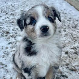 Cinch - Blue merle male Aussiedoodle puppy in Clara City, Minnesota from Good Shepherd Aussiedoodles