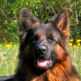 Rex  - German Shepherd