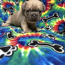 Blue - Blue male Shih Tzu puppy in Jasper, Indiana from Jacob’s Spoiled Shih Tzu