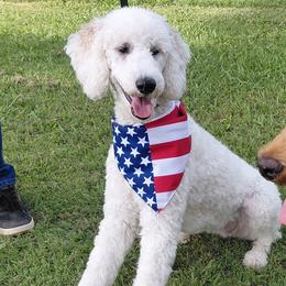 Poodles from Auburn Red Standard Poodles