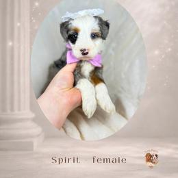 Spirit - Blue merle female Bernedoodle puppy in Canton, Georgia from Teddy Puppies