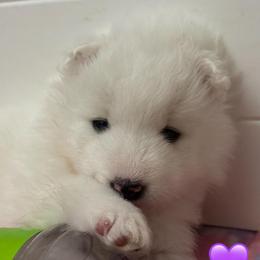 Purple - White female Samoyed puppy in Hollywood, Florida from ArticCross Samoyeds-Florida
