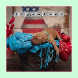 Skywalker (Skye) - Dark golden female Golden Retriever puppy in Driggs, Idaho from SK Golden Retrievers