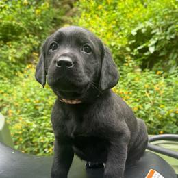 Male 1 - Black male Labrador Retriever puppy in Bethlehem, Pennsylvania from Reilly Lane Labradors LLC