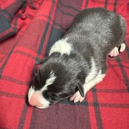 Adel - Black and white female Border Collie puppy in Chattanooga, Tennessee from Ross Vegas Kennels