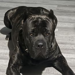 Brick - Cane Corso