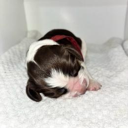 Red - Liver white and tan male English Springer Spaniel puppy in Lincoln, Texas from LeeCo. Springers