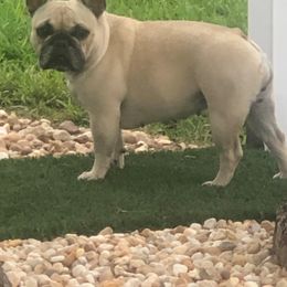 "Molly (DAM)" French Bulldog Puppies from Solitaire French Bulldogs