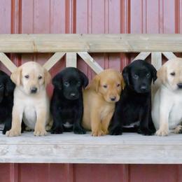 Labrador Retriever Puppies from UC Labradors