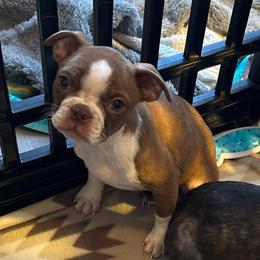 Red girl - Red female Boston Terrier puppy in Mc Donough, Georgia from Ballard Boston Terriers