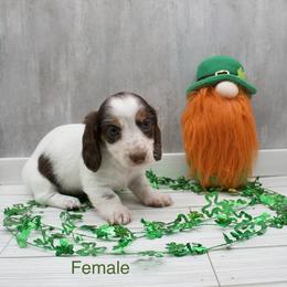 Girl - Piebald female Dachshund puppy in Wichita, Kansas from Geta Long Little Doggie