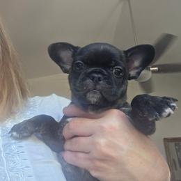 Agnes - female Boston Terrier puppy in Fort Myers, Florida from Legends Frenchton's, French Bulldogs ,Boston Terriers, Reindeer chihuahuas & French Bullhuahua's
