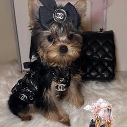 Yorkshire Terrier Puppies from Heaven_sent_toy_yorkies
