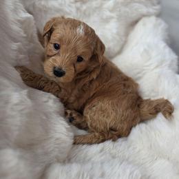 Porsche - Red female Aussiedoodle puppy in North Royalton, Ohio from Johnson's Doodles