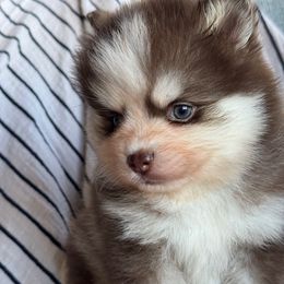 Mickey - Red and white male Pomsky puppy in Mesa, Arizona from Platinum Pomskies