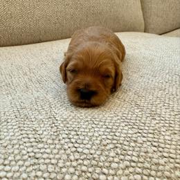 Duke (Stud or Family dog) - Red  male Goldendoodle puppy in St. George, Utah from Dashing Doodle Pups