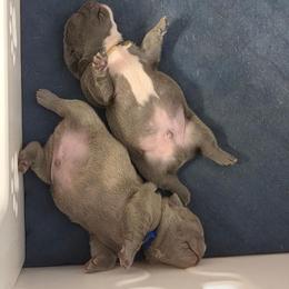 French Bulldog Puppies from Kaitlyn Slone
