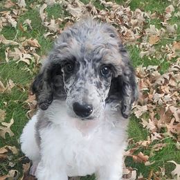 Clive - Parti male Poodle puppy in South Haven, Minnesota from Hidden Haven Poodles and Doodles