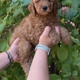 Goldendoodle puppies from Goldendoodlefamily