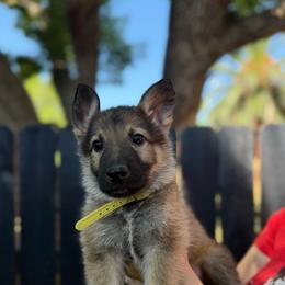 Ruben - Sable male German Shepherd puppy in Yuba City, California from Barton’s German Shepherds