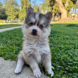 Glitter - Gray and white female Pomsky puppy in La Verne, California from Red Cedar Pomskies